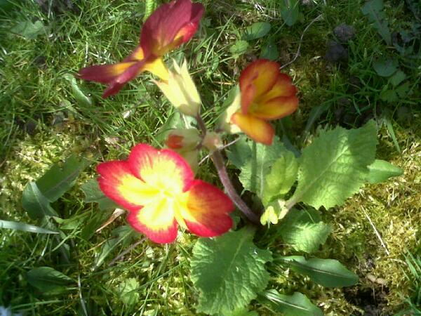 tolpuddler2's tweet image. Other primroses make their appearance on the orchid plot! #joyofspring!