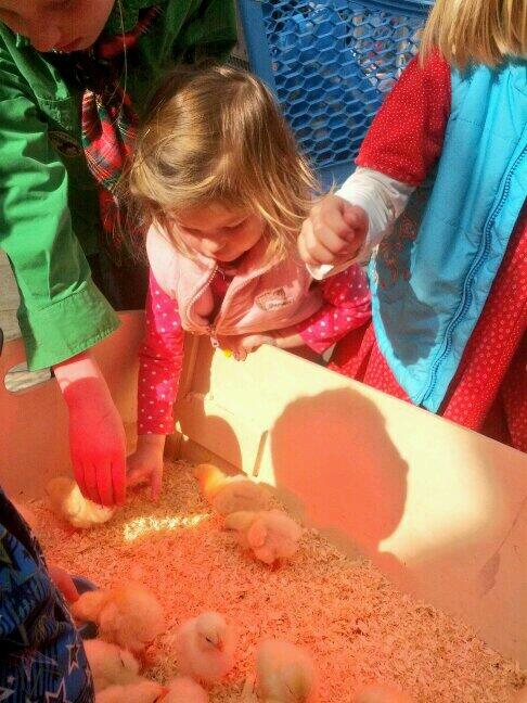 Kom ook kroelen met de kuikentjes!