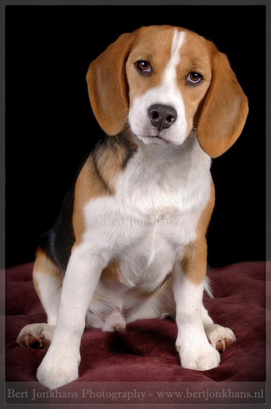 BertJonkhans's tweet image. 2/2 Two happy, handsome beagles in my studio this morning. Meet 6 months old Bartje #beagle #puppy