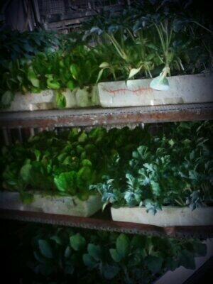 alguerrero10's tweet photo. Empieza la primavera y hay k ir preparando nuestro huerto , y nosotros ya tenemos todas las semillas y hortofruticola http://t.co/ozhz78jfkJ