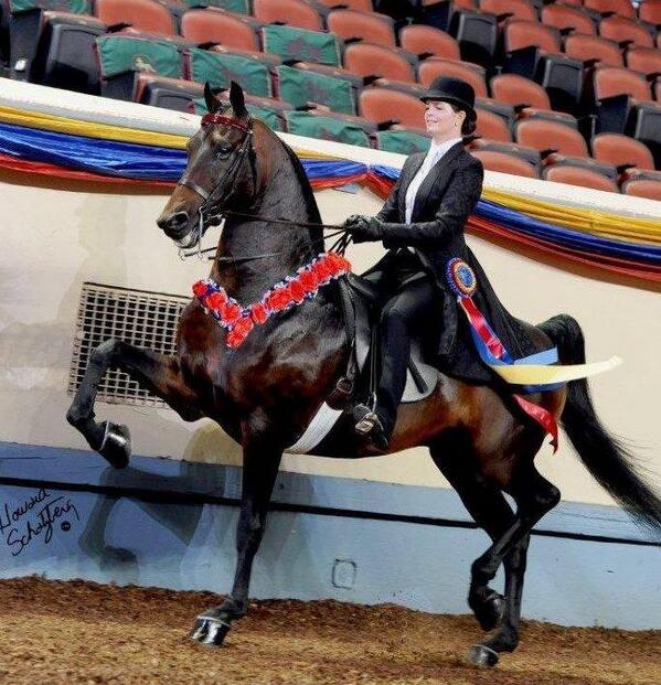 AMHA_YAA's tweet image. #SaddleseatSaturday featuring YAA's own Merin Maggi and DLY Judgement Day #MorganHorseFamily.