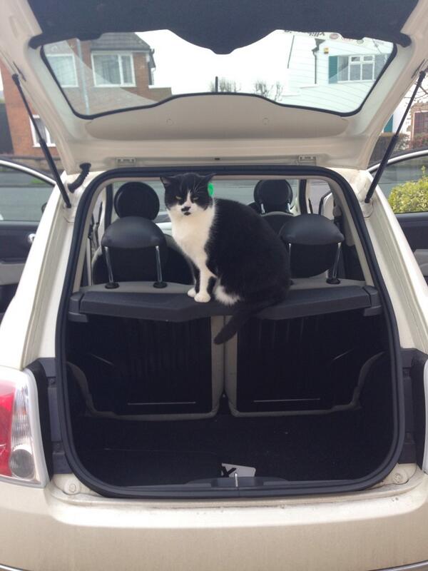 This is what I have to put up with when I'm cleaning out my car!