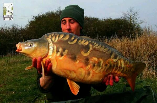 A nice scaley #Norfolkcarp for an angler caught the other day
#carp
#carpfishing
#carpcrew
<a href="/AirfieldLakes/">Airfield Lakes</a>