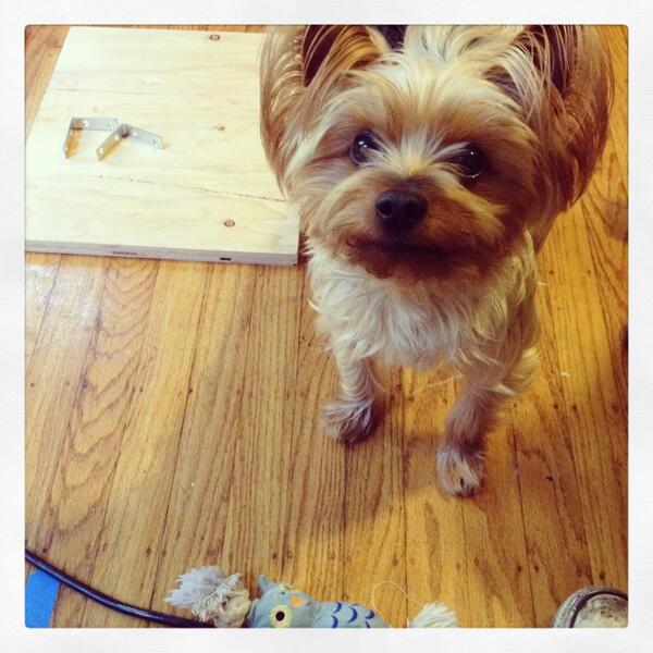 makin stuff inside today. #indoorplaytime #makinstuff #7x7CutestDog2014