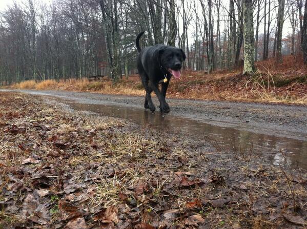 TheLanther's tweet photo. Puddle jumping in the rain. Rain caught us mid-hike so I had to go with the flow. #AlreadyOutThere http://t.co/DDXTWEcHss