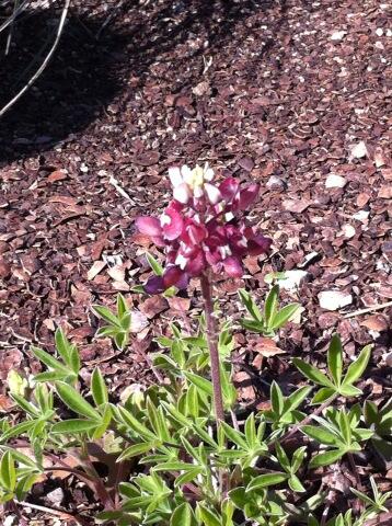 6thgradersrule's tweet image. Because some Texas bonnets in Austin just have to be #Aggies @WildflowerCtr #spring #wrongcolor