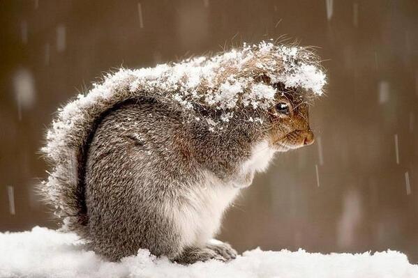 OraYReflexiona's tweet photo. Las ardillas utilizan sus colas como paraguas para protegerse de la nieve. http://t.co/GC5yyM1T05