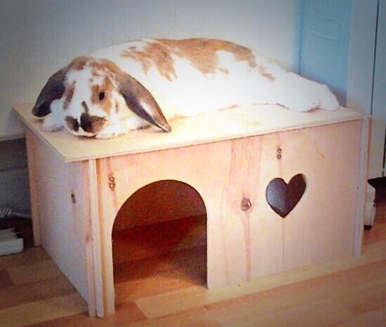 I loves my new hidey house!! *lick lick* #Flop 💕😄