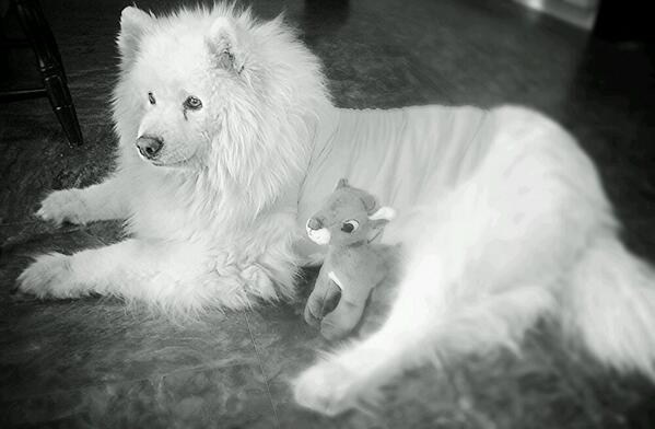 fluttercass's tweet image. Edited with #aviary &amp;gt; avry.co/getAviary   miss ya snowy girl :( think of ya all the time ♡♥