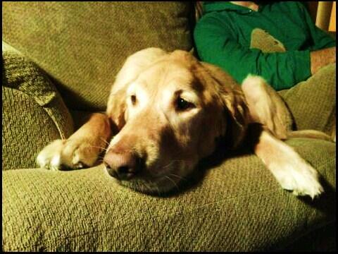 MoskalAex's tweet photo. Like a brother to me #Jake #goldenretriever http://t.co/7qAx6gzJVh