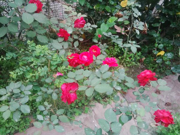 pujamehra's tweet image. Roses in the backyard #springindelhi