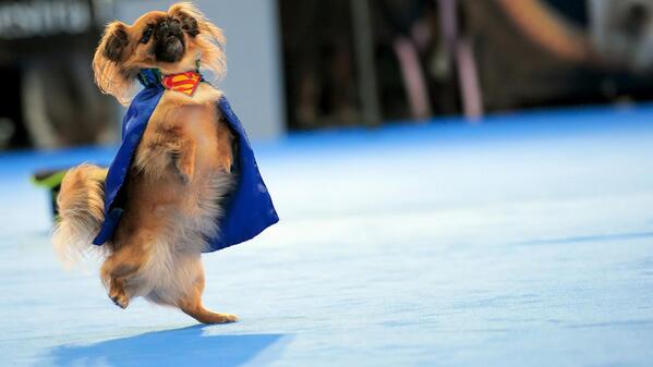 newgtldreviews's tweet photo. doggy superman, cute dog wallpaper http://t.co/rR5AVCGsPg http://t.co/vttKPCovtN
