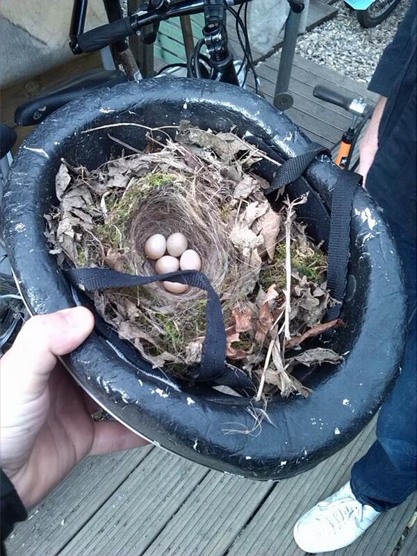 KentCycleHire's tweet photo. A Robin as made a nest in one of the old bicycle helmets at Whitstable #springwatch #adorable #bicycle #whitstable http://t.co/xVEZENj2kk