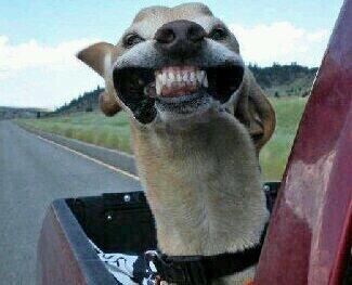 elize_horn13's tweet photo. When your friends are comparing who got the prettiest teeth and one is like well pitch...mine is the best!!! http://t.co/KhvZXmUULJ