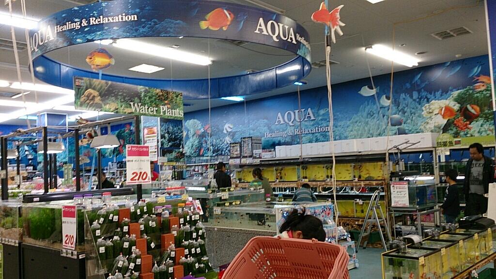 西村ジョイ株式会社 西村ジョイ屋島店 ペットセンター内お魚コーナーがリニューアルオープンしました たくさんのお魚をはじめ水草など水槽用品も多数ご用意しています ぜひご利用くださいませ ヨロシク ー 人 ー 西村ジョイ株式会社 西村ジョイ屋島店 ペットセンター内お魚コーナーがリニューアルオープンしました たくさんのお魚をはじめ水草など水槽用品も多数ご用意しています ぜひご利用くださいませ ヨロシク ー 人 ー