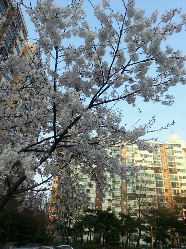 JS000925's tweet image. 봄이 왔는데 나의 봄은 아직...