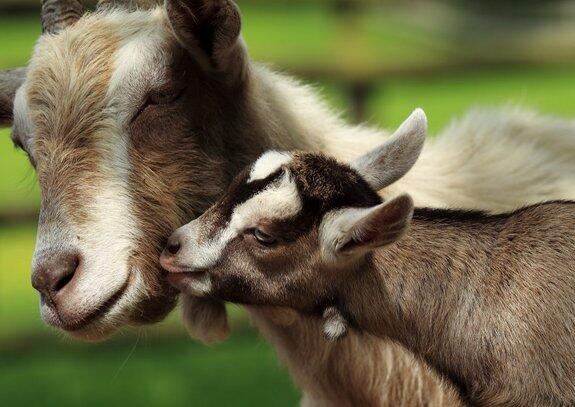 Dead Goat Liverpool tweet media