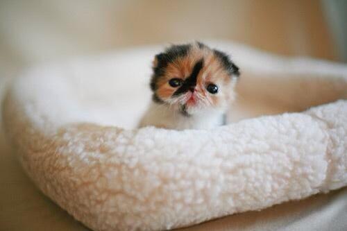 RealAnimalPorn's tweet photo. Im too small for this big bed! http://t.co/yTV25PYZwN