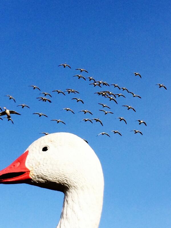 TonyVandemore's tweet photo. Another stellar bunch of Rossie's...got to love the snow teal! #ChasingF5 #trainwreck http://t.co/mACVb1PMlP