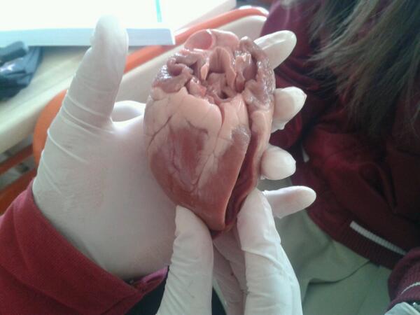 Derste kalp incelersek..