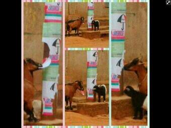 elrufai's tweet photo. “@Obidi_Ok: Even goats know PDP has to go. See as dem dey tear their poster. http://t.co/ByTWeNqFQ7”.....hehehe, even goats ain't clueless!!