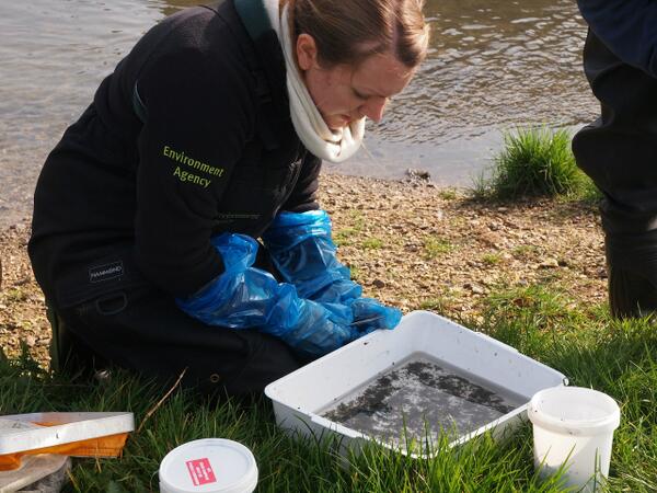 EnvAgencySE's tweet photo. Our officers are out at #RoundmoorDitch #Dorney assessing water quality following serious pollution earlier this year http://t.co/u6xjX6iQSY