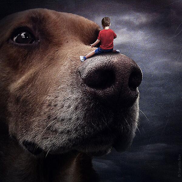 Paws for a moment to enjoy these surreal photo manipulations of adoptable pets: bit.ly/1fqwA2m