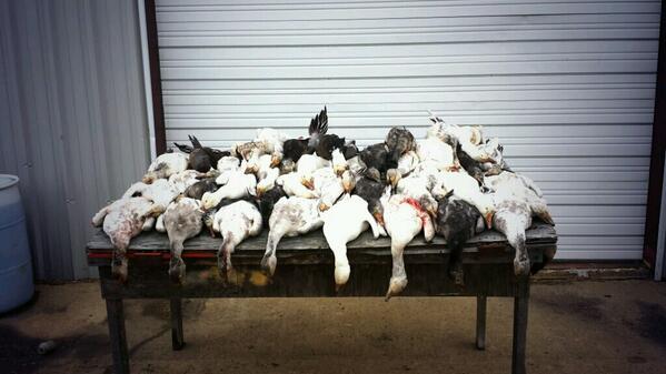 BAwaterfowl's tweet photo. RT for a table full of mallards
FAV for a table full of snow geese http://t.co/bKK59F2A6P
