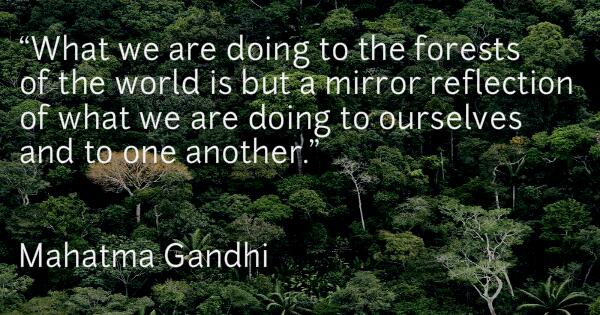 Greenpeace's tweet photo. Friday is International Forests Day! Could you donate a tweet to #StandForForests? >>> http://t.co/YwrFYO03oS <<< http://t.co/RsB9G76Rvr