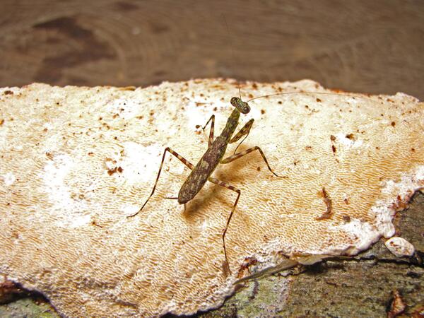 ZooKeys_Journal's tweet image. 19! new cheeky praying #mantis species that hide and play dead to avoid capture dx.doi.org/10.3897/zookey… #Mantodea