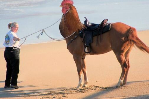 JMLChicken's tweet image. Taking my human for a ride on the beach. I'm putting her on a diet she's become a right fat cow. Greedy Susan