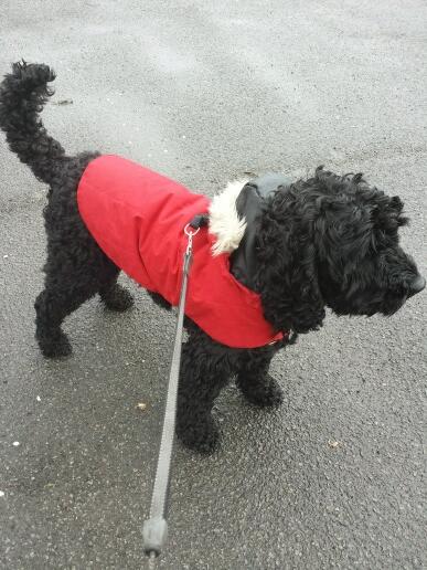 Blinky_Flints's tweet image. Marley in appropriate wet weather attire for our first play date. we both had fun @BorrowMyDoggy #sameagainnextweek
