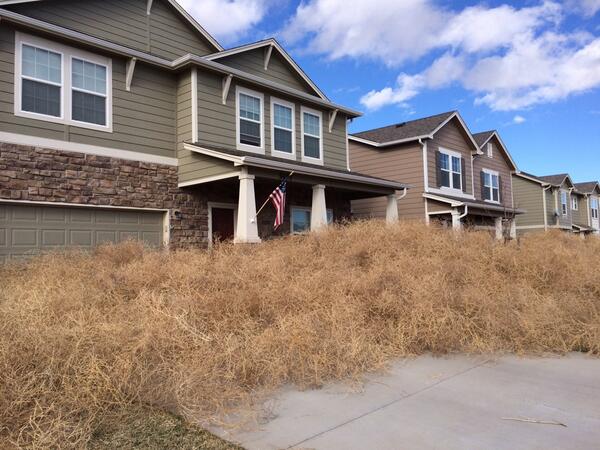 Tumbleweeds take over Colorado couple's property: 'Like a horror movie' -  ABC News