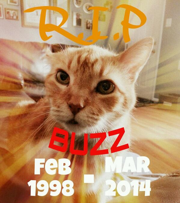 MrGrumpyOG's tweet image. I'll miss him so much. I've know him my whole life. :'(  #buzzlove #bestcat