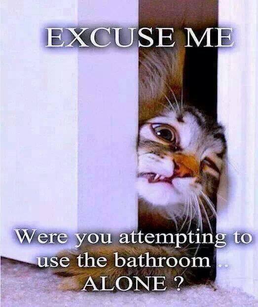 Vero5356's tweet photo. "@KennyB899: Pet owners will understand this picture!!! http://t.co/areSdWFODG" @KimmerSavage