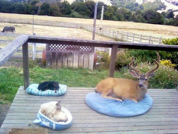 SuzanneLepage1's tweet photo. Aww! What a cute picture real or not..! http://t.co/2wdvymJHUT