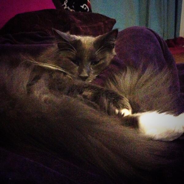 ADewdropsDiary's tweet photo. Trött katt myser. #purr http://t.co/G99yBaXeeV