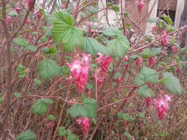 <a href="/getbuzzzy/">Mason Bee</a>