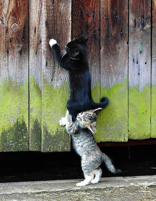 Ha gayret ciğer yukarda... Ulan mundarmış zaten . "