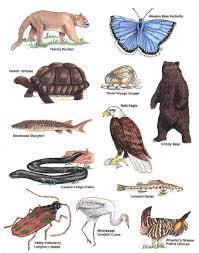 List of species. исчезающие виды животных. название рыб. The plant list на русском. лист virginia.