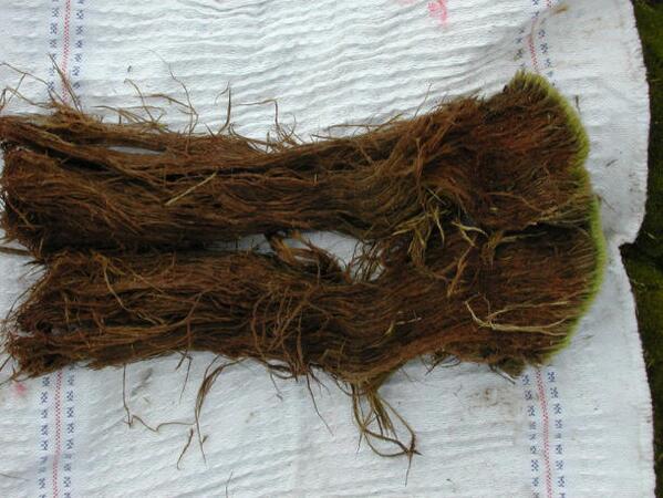 Zombie moss! A plant from beneath the Antarctic revives after 1,500 frozen years cnet.co/1iZYyKa
