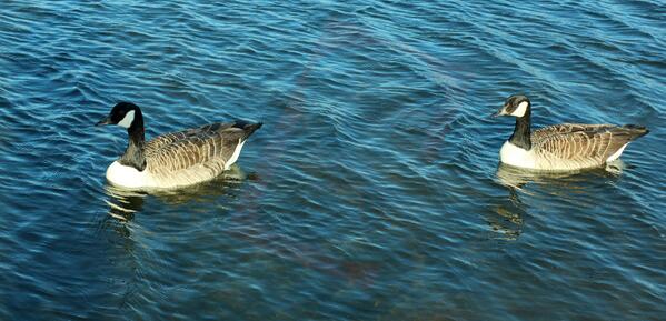 moseskambele's tweet image. check out my first attempt to capture wildlife at ferry Meadows.neneparktrust.org.uk/ferry-meadows