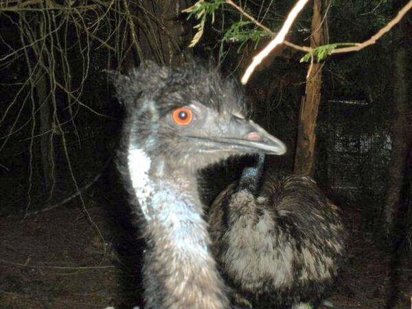 Louise_Hartland's tweet photo. A closer look at Miss Lucy.  Have you seen this big bird in Nanaimo? The mystery of the #EmuOnTheLoose on @CTVNewsVI http://t.co/3GD2ypJ6lV