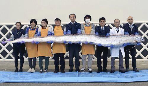 pecko178's tweet photo. "4メートル38リュウグウノツカイ 長門に漂着" 
銀色の体と長く赤い背びれが特徴で、深さ200メートル以上の深海に生息している。 萩市でも2月中旬に深海魚「サケガシラ」計9匹が見つかっている。 
コレは…やはり…前兆…か？
. http://t.co/xNfKNwO1TW