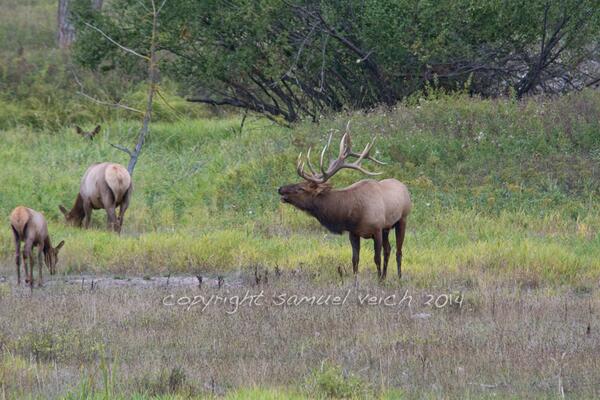 WildReflections's tweet image. #BullElk #bugling #MontanaMoment #elk