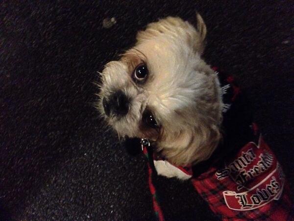 LaurenMichelleMaggio (@laurenmaggiojlh) on Twitter photo #MySon #CUTESTDoggy :) JustLikeHeavenMedia <a href="/LaurenMaggioJLH/">LaurenMichelleMaggio</a> #Aspire2Inspire #UnconditonalLove4ULokiBaileyMay #SUCCESS #MySon #CUTESTDoggy :) JustLikeHeavenMedia <a href="/LaurenMaggioJLH/">LaurenMichelleMaggio</a> #Aspire2Inspire #UnconditonalLove4ULokiBaileyMay #SUCCESS