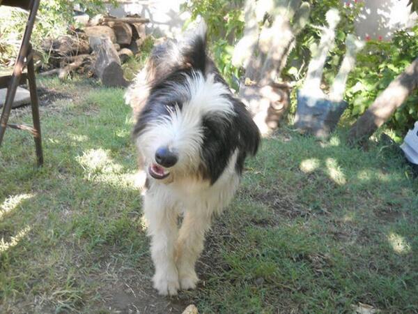 AguLombide's tweet photo. #UnaMascotaEs un ser superior al humano pq sabe amar incondicionalmente..ese es mi Homero!@PaisajesGeo http://t.co/zi8PncM7lW