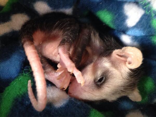wildresq's tweet photo. 13 babies in today! Both mommies hit by cars and died, babies survived, taken from pouch! Wish them luck! http://t.co/U0W7eMawup