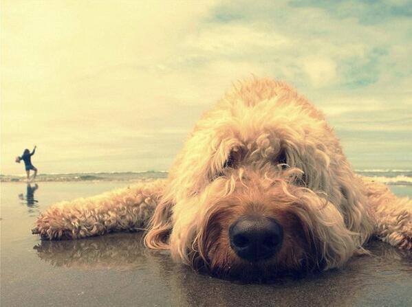 #PhotoOfTheDay 
Day at the Beach
po.st/45Ruqq