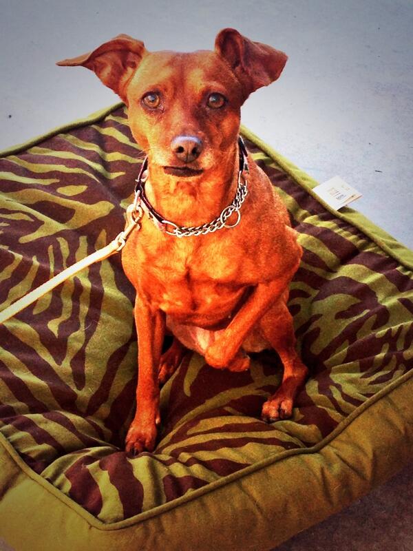 CaliforniaDogs's tweet photo. @sugarJH Counting down the days till I see my Princess!!! 👑 😃 #dogtrainingsandiego http://t.co/Z1dGxoT9jt